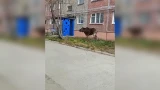 Прыжок в окно: в Апатитах испуганный лось едва не ворвался в жилой дом [видео]