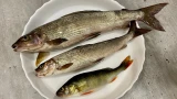 Рыбный кризис в Заполярье: Мурманский траловый флот ушел в глубокий убыток на сотни миллионов