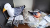 Спасение арктической орнитологии: ученые Кандалакши получили уникальный инструмент для отслеживания перелетных птиц