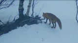 Лесной «теремок»: фотоловушка в Лапландском заповеднике сняла тайную жизнь у бобровой хатки
