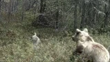 Драма в Заполярье: в Кандалакшском заповеднике голодный медведь разорил гнездо редкой птицы