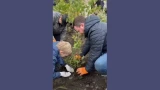 Мурманск избавляется от серости: улицу Ленинградскую массово засадили цветами и кустарниками