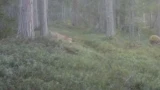 Дикая кошка Заполярья: в Кандалакшском заповеднике фотоловушка поймала редкую рысь