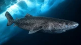 Парадокс Арктики: сердца гренландских полярных акул дряхлеют и рубцуются, как у людей с тяжелыми болезнями, но продолжают безупречно биться веками