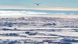 Океан оживает: ученые обнаружили в Арктике скрытый механизм саморегуляции климата