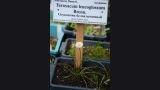 Белее арктического льда: в Мурманской области расцвел единственный в мире одуванчик-альбинос
