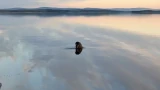 В Кандалакшском заливе заметили краснокнижную моржиху с детёнышем: эксперты просят не искать животных