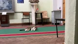 Хвостатый смотритель в Мурманске: кошка Плюша открывает экспозиции Военно-морского музея СФ