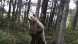 Медведь-перфекционист: в Кандалакшском заповеднике косолапый толково поправил кривую фотоловушку