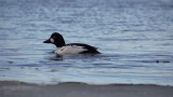Брачные баталии на воде: ПАБСИ показал птичье «реалити-шоу» с гоголями в Кировске