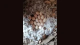 Дикая утка свила гнездо в сарае: необычная находка орнитологов в Лапландском заповеднике