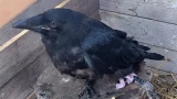 В Апатитах северянки спасают раненого ворона Рокки: птице ищут большой вольер