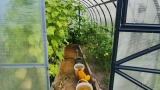 Свои огурцы за полярным кругом: в Арктике запустят мега-программу строительства теплиц