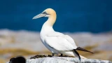 Глобальный мор птиц: смертоносный вирус из Антарктиды атаковал Австралию и выкашивает северные колонии