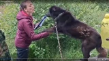 Чипы, будки и упитанность: как живут 100 собак в приюте «Белкин дом» Терского округа