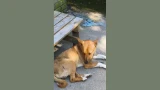 Брошенный на вокзале пес с гноящейся раной месяц скитается в Кандалакше: волонтеры умоляют о помощи
