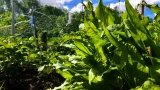 На выходных в Мурманске будет жарко до +24, а в Кандалакше — дождь