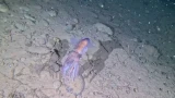 Недовольный монстр из глубин Арктики: ученые впервые сняли на видео загадочного кальмара, скрывавшегося 200 лет
