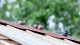 В Лапландском заповеднике Мурманской области ласточки начали выводить птенцов «на крыло»