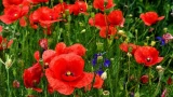Ловим солнце: на улице Воровского в Мурманске пройдет бесплатный уличный мастер-класс по живописи