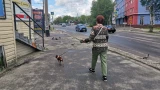 Золотой питомец: во сколько мурманчанам обойдется минимальный набор для содержания собаки