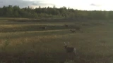 Цена заповедному ягелю: почему Мурманская область годами не может получить миллионы за норвежских оленей