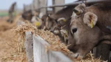 Мурманская область вошла в топ-2 по потере скота в России: поголовье рухнуло на 34%