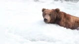 Ученые выяснили, что медведи в спячке бодрствуют треть времени