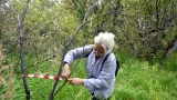 Масштабная ревизия в Североморске: биологи ПАБСИ спасают городской парк от аварийных деревьев