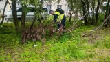 Спил сухостоя в Мурманске вызвал вопросы: мэр Лебедев объяснил обрезку деревьев