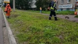 Опасные заросли захватывают город: мурманчан просят сдать адреса с борщевиком по номеру 0051