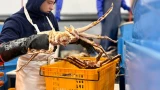 Из Мурманска в Китай через Казахстан запустили первые фуры с живым крабом