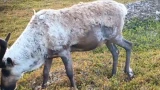 Дикий олень в линьке и скрытые медвежьи тропы: заполярный блогер показал редкие кадры из тайных мест Арктики