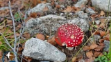 Кто грызет мухоморы: ученый Кандалакшского заповедника раскрыла лесную тайну
