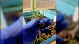 Золотые иголки: ученые из Мурманской области объяснили, почему хвойные саженцы стоят так дорого