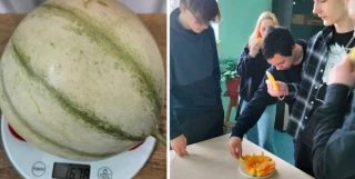 Školákům Koashva se podařilo vypěstovat meloun „Blondie“ o hmotnosti téměř 17 kg