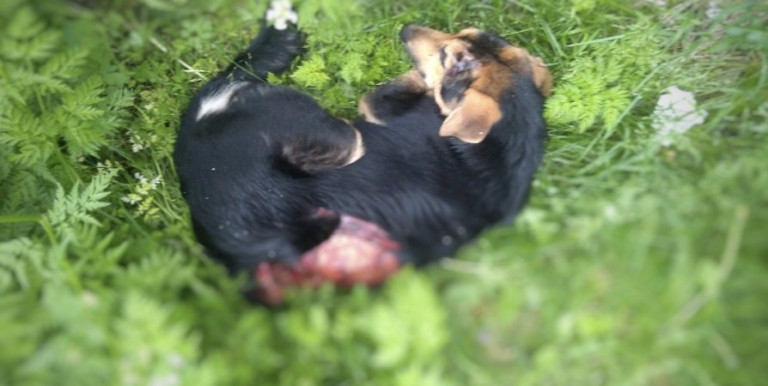 В Молочном нашли пса с содранной кожей до костей и мяса