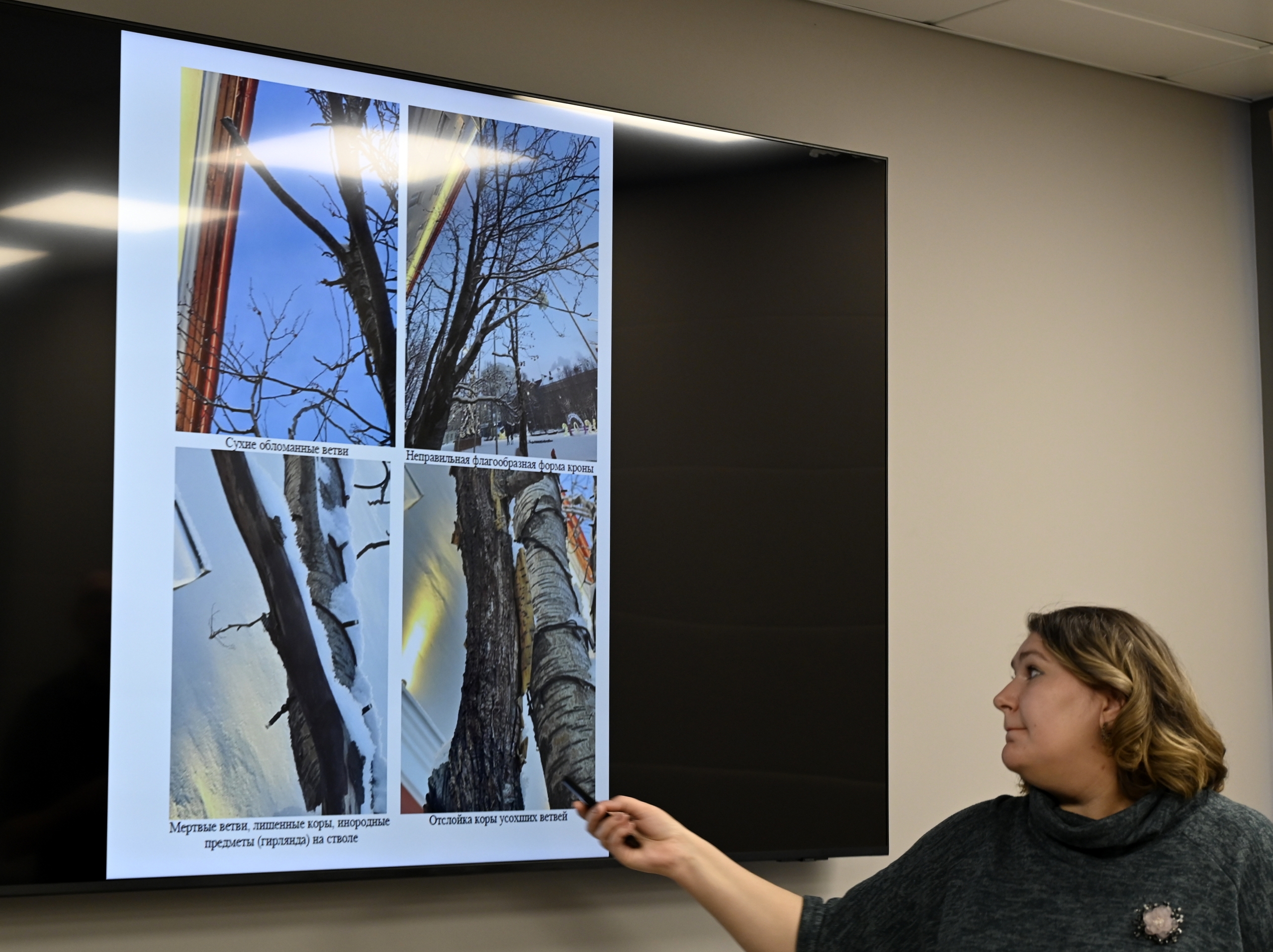 Презентация состояния рябин в Североморске