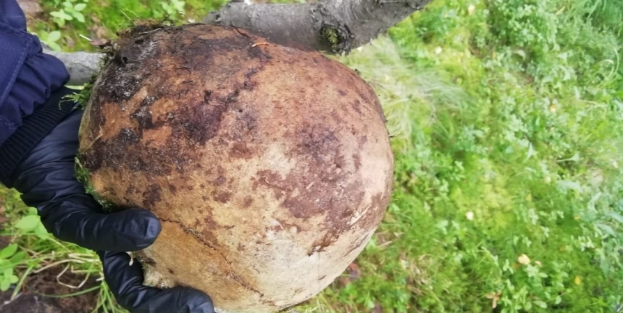 Найденный в Хибинах череп принадлежит женщине
