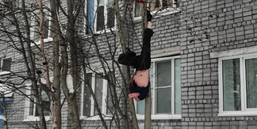 В соцсетях обсуждают висящего вниз головой на дереве жителя Апатитов