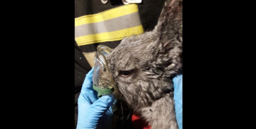 В сети рассказали о спасении в Апатитах пострадавшего при пожаре кролика