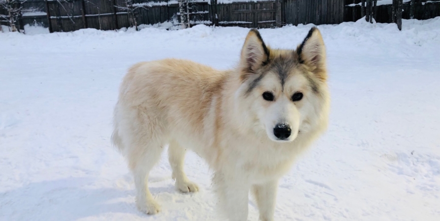 Жителей Оленегорска просят на время морозов взять домой приютских собак