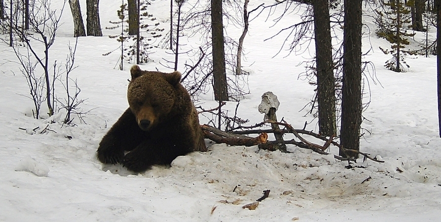 Охотоведы проверят сообщение о проснувшемся медведе под Кандалакшей