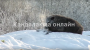 На свалке под Кандалакшей замечен медведь-шатун