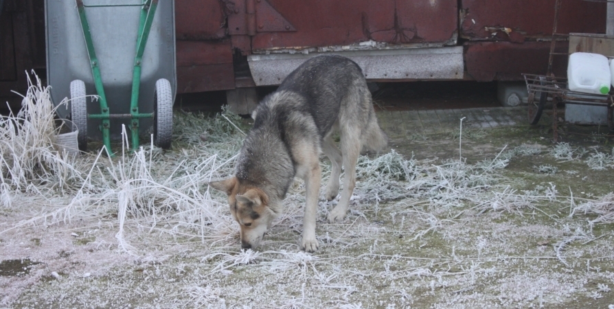 В Североморске сообщают о живодере и снятой со щенка шкуре