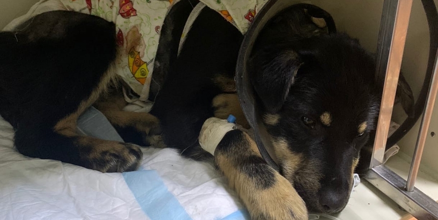 Изуродованную живодером собаку из Североморска перевозят для лечения в СПб