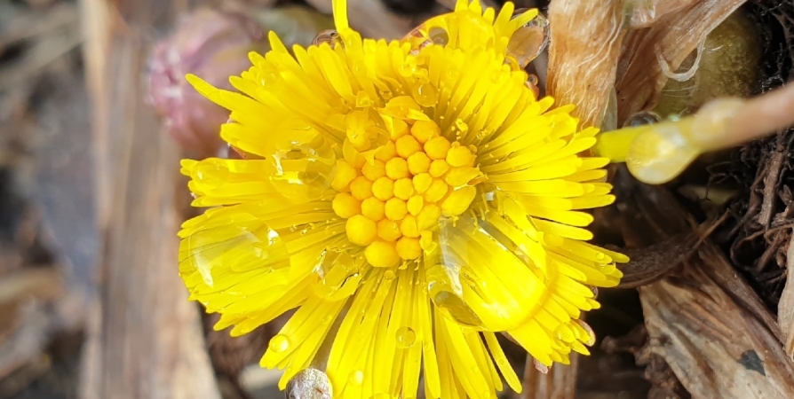 Первые весенние цветы запечатлели в Кандалакшском заповеднике