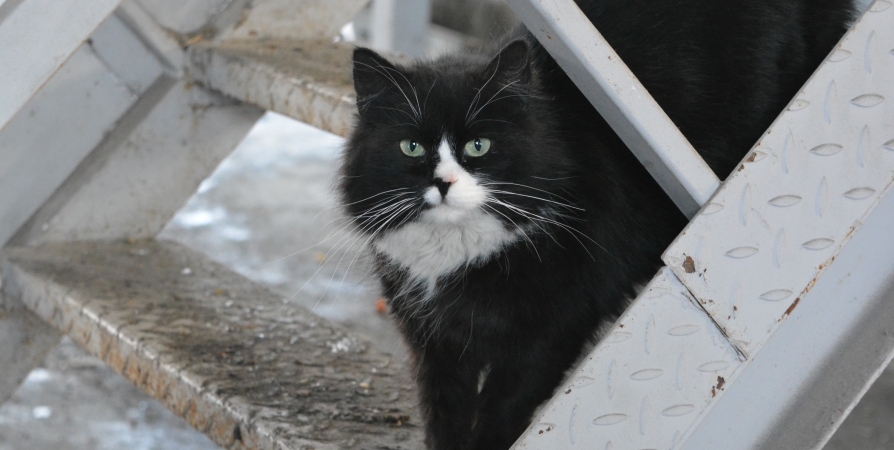 Бесплатный ветосмотр в Мурманске введен для бездомных кошек и собак