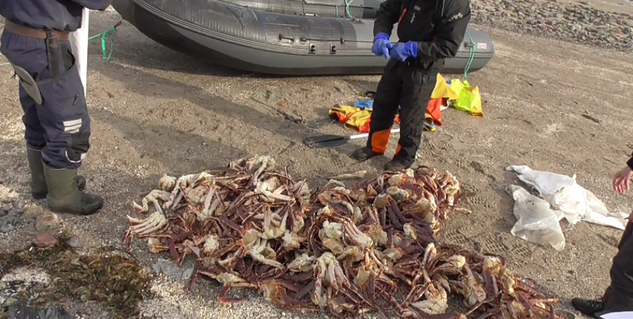 На побережье Кольского залива поймали браконьеров с крабом на 7 млн