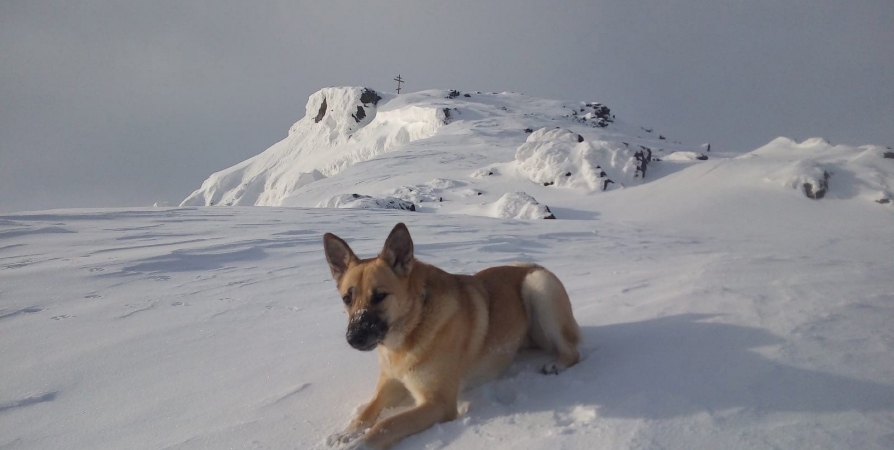 В Кировске на горнолыжном склоне расстреляли собаку